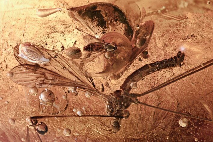 Detailed Fossil Crane Fly, Leafhoppers & True Midge In Baltic Amber #315535